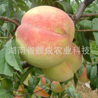 中華壽桃(中華圣桃)